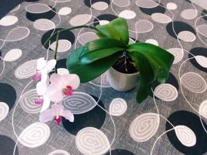 Hebergement L'Orchidee : photos des chambres