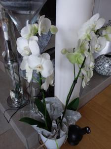 Hebergement L'Orchidee : photos des chambres