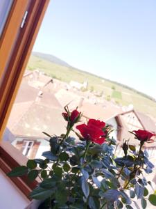 Appartement La Rose du Vignoble : photos des chambres