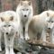 Hebergement Logite Touristique Les 3 Loups : photos des chambres