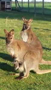 Hebergement la ferme aux kangourous : photos des chambres