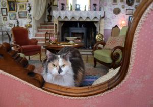 Chambres d'hotes/B&B Domaine de la cote aux chats : photos des chambres