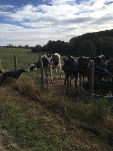Hebergement Loire Valley Llama Farm Stay : photos des chambres