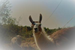 Hebergement Loire Valley Llama Farm Stay : photos des chambres