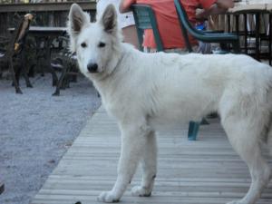 Hebergement Parc Residentiel de Loisir : Le Loup Blanc du Riou : photos des chambres