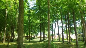 Hebergement Camping Le Bois Fleuri : photos des chambres