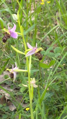 Les Orchidées : Hebergement proche de Vidaillac