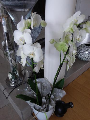 L'Orchidée : Hebergement proche de Javron-les-Chapelles