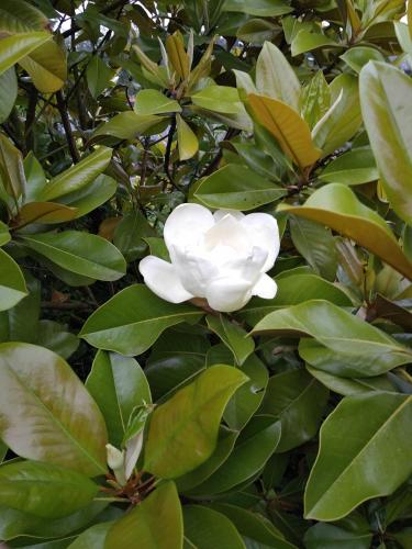 Photo Magnolia