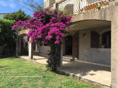 80 route de San Martino : Appartement proche de Brando