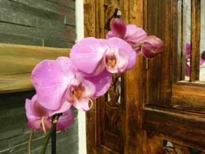 Chambres d'hotes/B&B Les Bambous B&B : photos des chambres