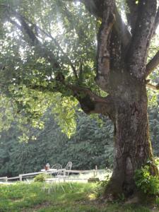 Hebergement Gite rural, relais equestre Le Tulipier : photos des chambres