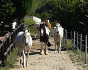 Hebergement Mas Baumelle : photos des chambres