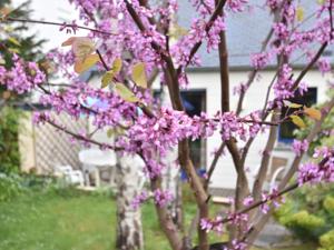 Hebergement Maison De Vacances - Saint Pair Sur Mer : photos des chambres