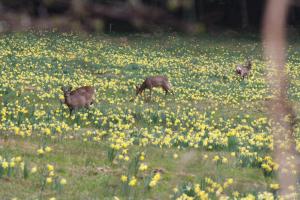 Hebergement Les Hauts du Lac : photos des chambres