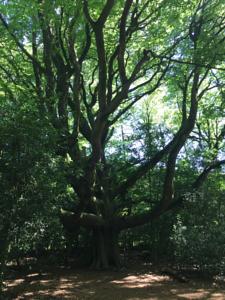 Hebergement L'Hotie de Broceliande : photos des chambres
