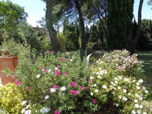 Chambres d'hotes/B&B Villa du Fort : Suite Lit King-Size avec Balcon