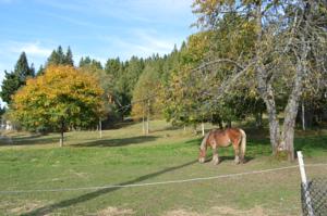 Hebergement Chalet de Martimprey : photos des chambres