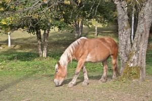 Hebergement Chalet de Martimprey : photos des chambres