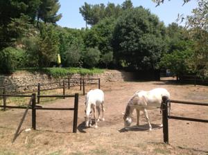 Hebergement Mas Baumelle : photos des chambres