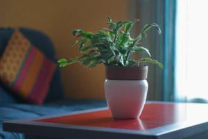 Appartement L'Atelier des Vignes : photos des chambres