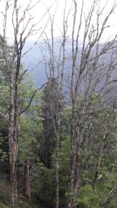 Hebergement Chalet du Feignole : photos des chambres