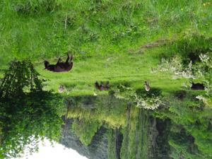 Hebergement Natur'anes : photos des chambres