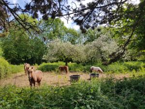 Hebergement Manoir de Vains : photos des chambres