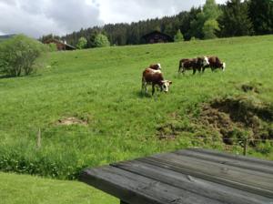 Hebergement Chalets Savoie : photos des chambres