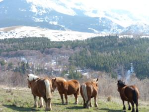 Hebergement Precioso chalet de montana : photos des chambres