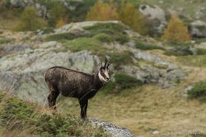 Hebergement Les Clarines Gite a la Ferme : photos des chambres