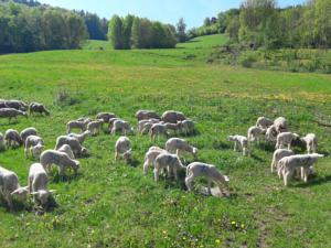 Hebergement Les Clarines Gite a la Ferme : photos des chambres