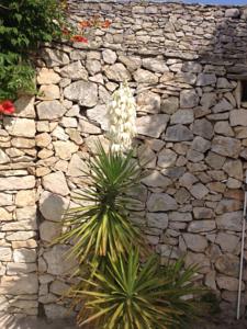 Hebergement Villa Ibiza : photos des chambres