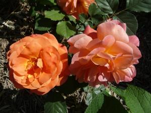 Hebergement Le Mille Fleurs : photos des chambres