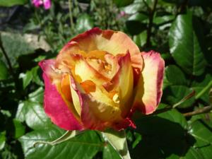 Hebergement Le Mille Fleurs : photos des chambres