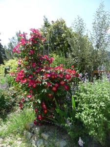 Hebergement Le Mille Fleurs : photos des chambres