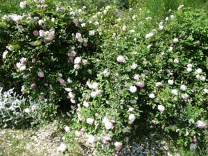 Hebergement Le Mille Fleurs : photos des chambres
