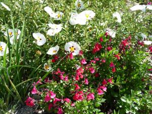 Hebergement Le Mille Fleurs : photos des chambres