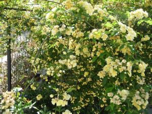 Hebergement Le Mille Fleurs : photos des chambres