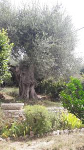 Hebergement L'olivette : photos des chambres