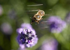Hebergement Fleur de Lez : photos des chambres