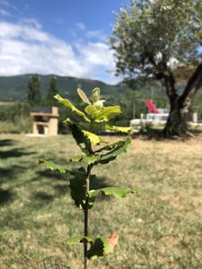 Hebergement Fleur de Lez : photos des chambres