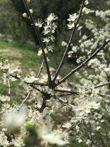 Hebergement Fleur de Lez : photos des chambres