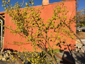 Hebergement Les Oliviers : photos des chambres