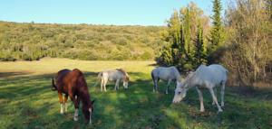 Hebergement Le Castillou : photos des chambres