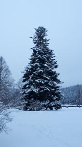 Hebergement La Mauselaine : photos des chambres