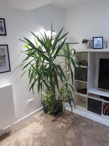 Appartement Residence Beauregard : Studio