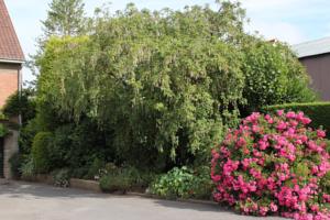Hebergement Gite les Lilas : photos des chambres