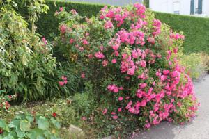 Hebergement Gite les Lilas : photos des chambres