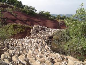 Hebergement Le Hameau des Genets : photos des chambres